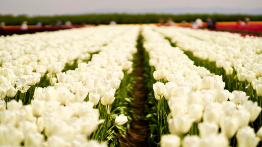 1691532 (a): :3840x2160